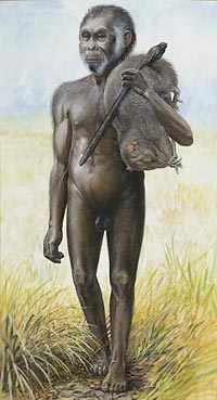 Homo florensis illustration